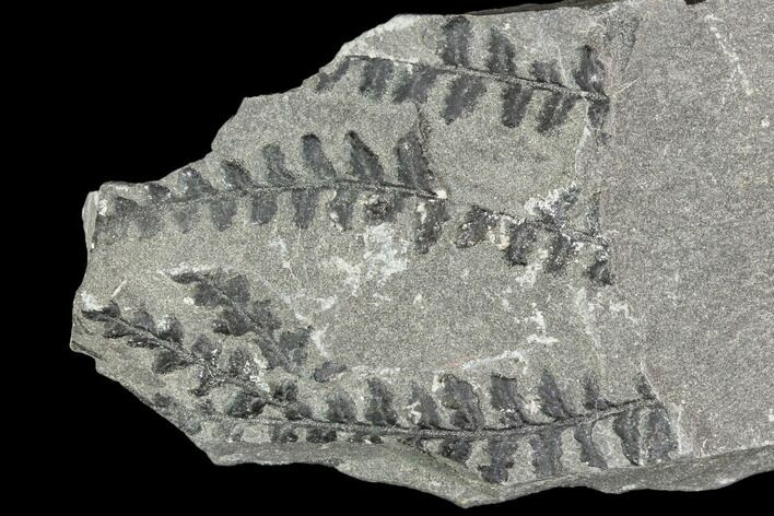 Carboniferous Fossil Ferns (Sphenopteris) - Poland #111657